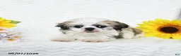 Malshi dogs for sale: Bradley - Ad 3