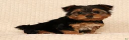 Yorkshire Terrier dogs for sale: Ginger - Ad 3