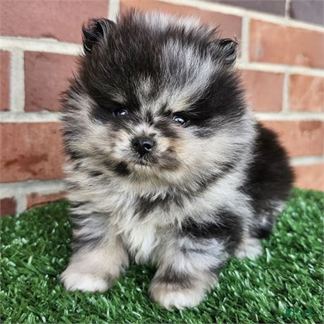 Pomeranian dogs for sale: Pomeranian Puppy 2 - Ad 2