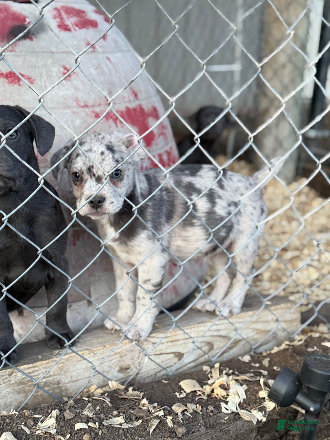 Mixed Breed dogs for sale: Bakunin (Kuni) - Ad 6