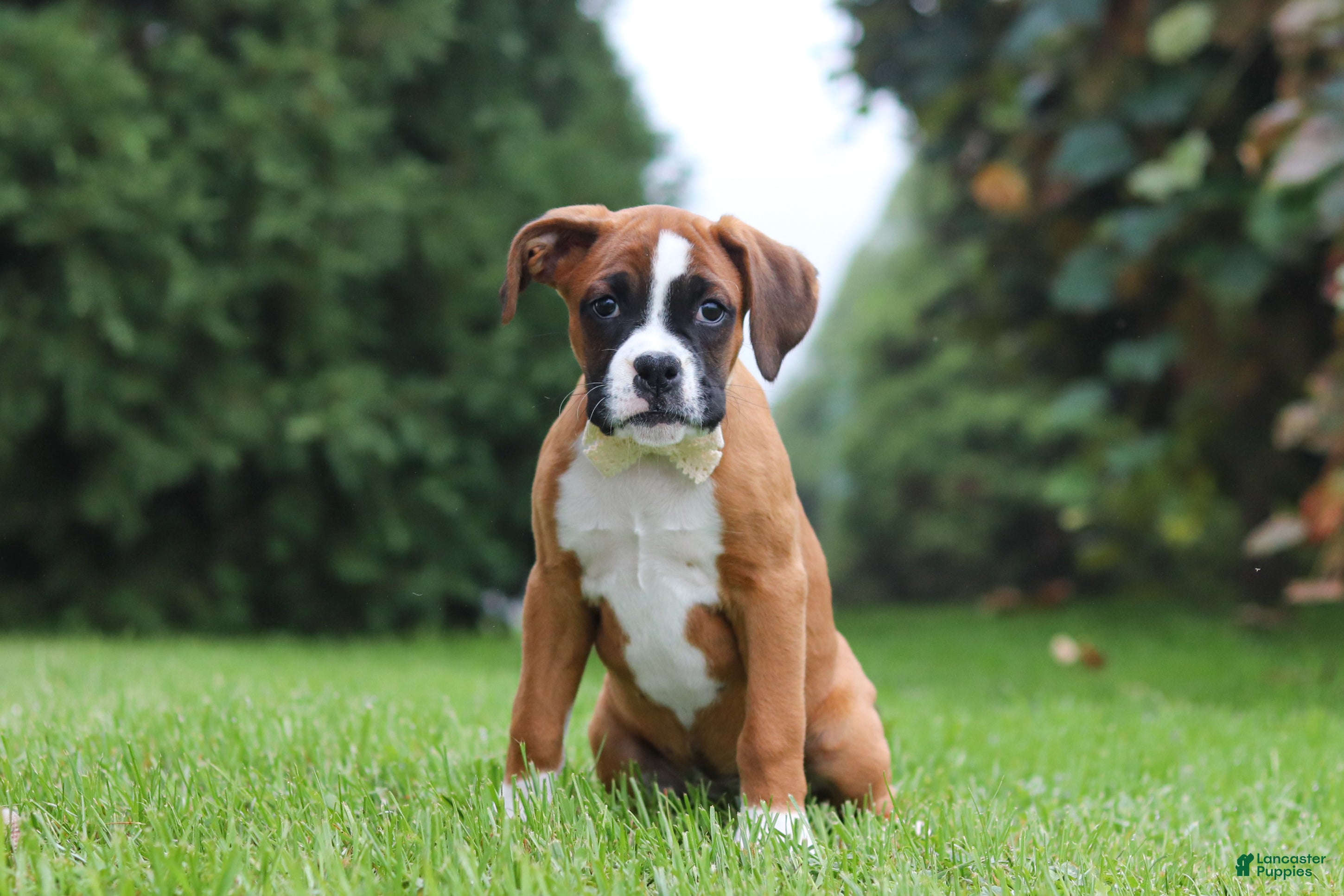 Boxer dogs Betty - Ad 2