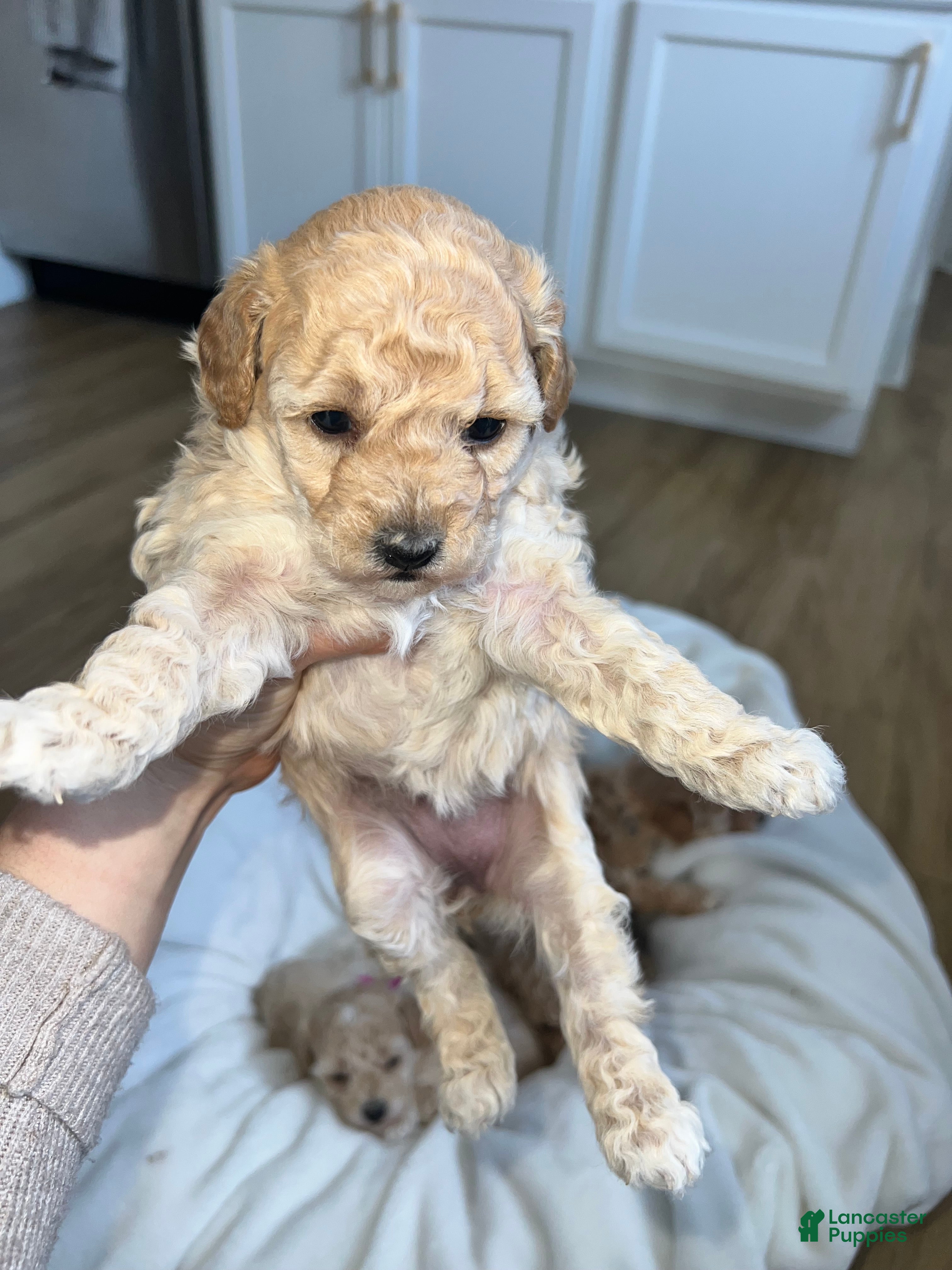 Toy Poodle dogs Toy Poodle Puppy 1 - Ad 1