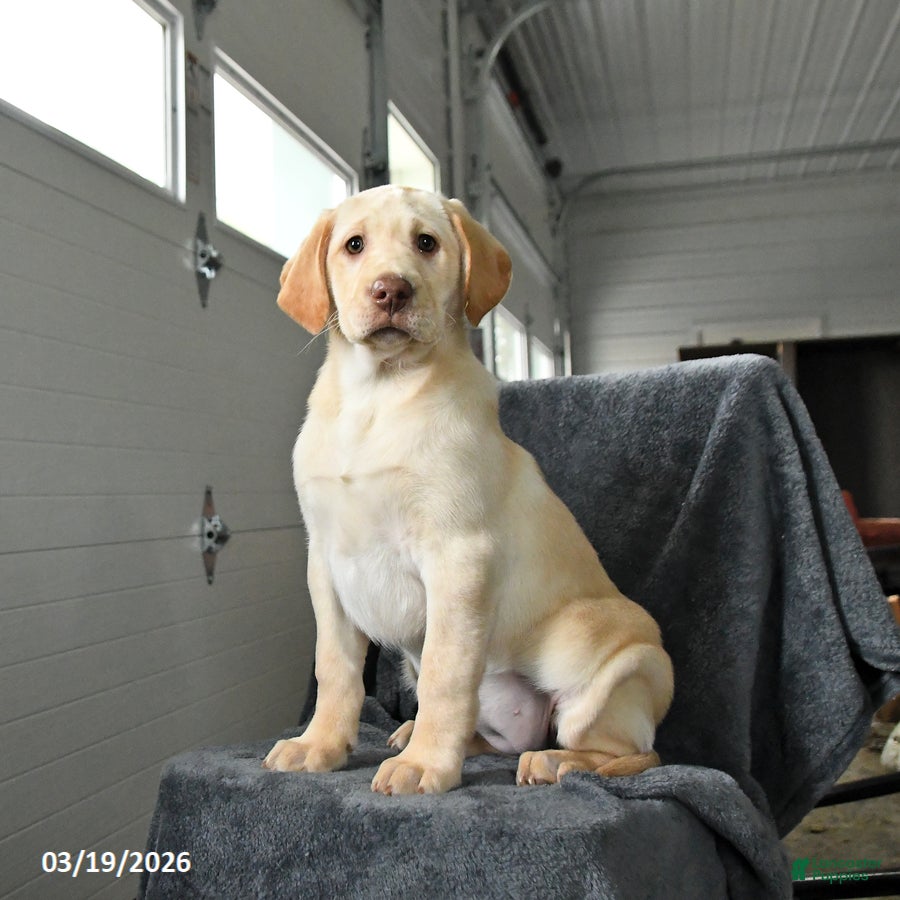 Labrador Retriever dogs Grace - Ad 1