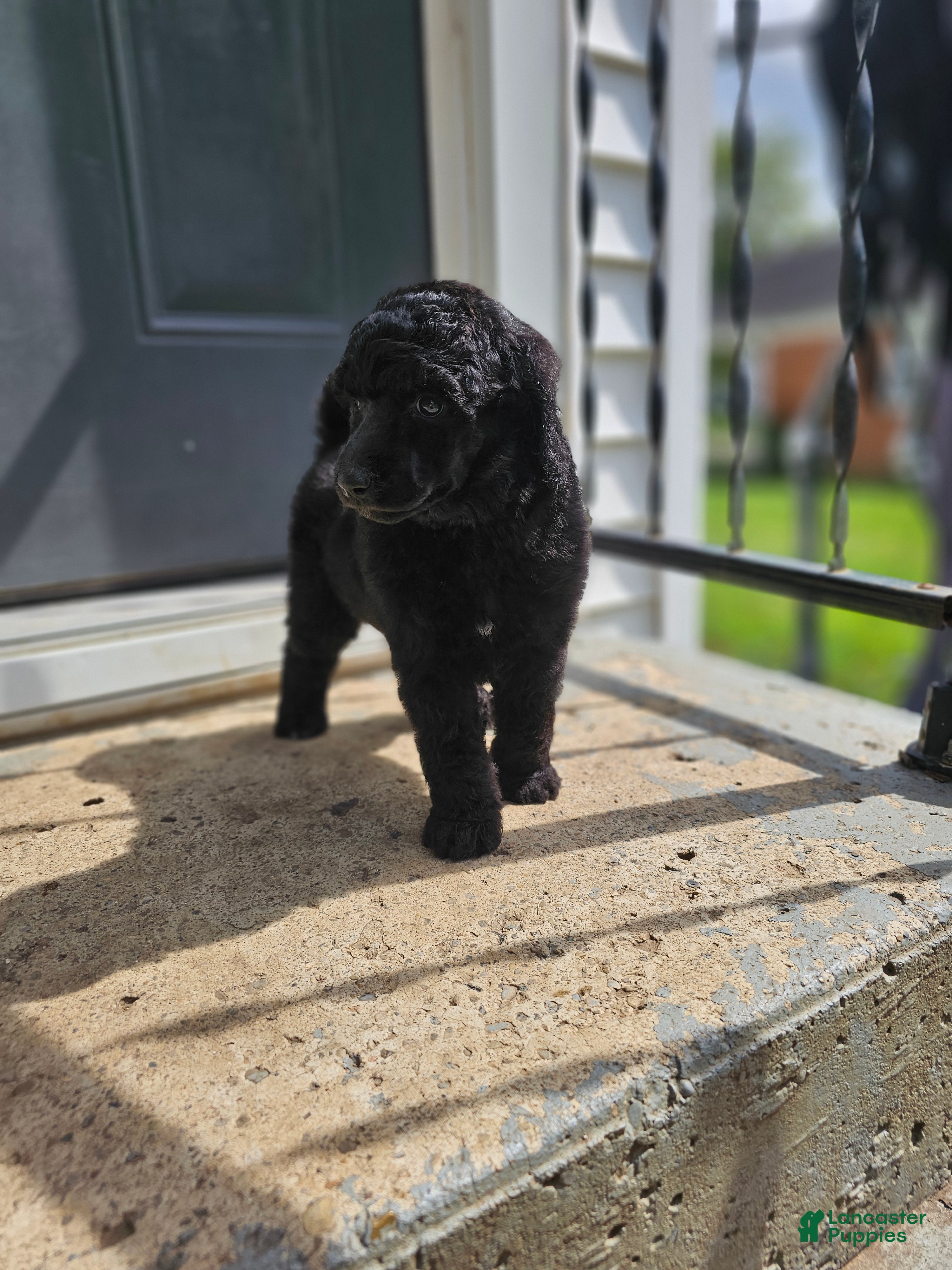Standard Poodle dogs Ember - Ad 11