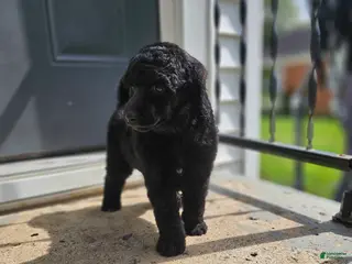 Standard Poodle dogs Ember - Ad 11