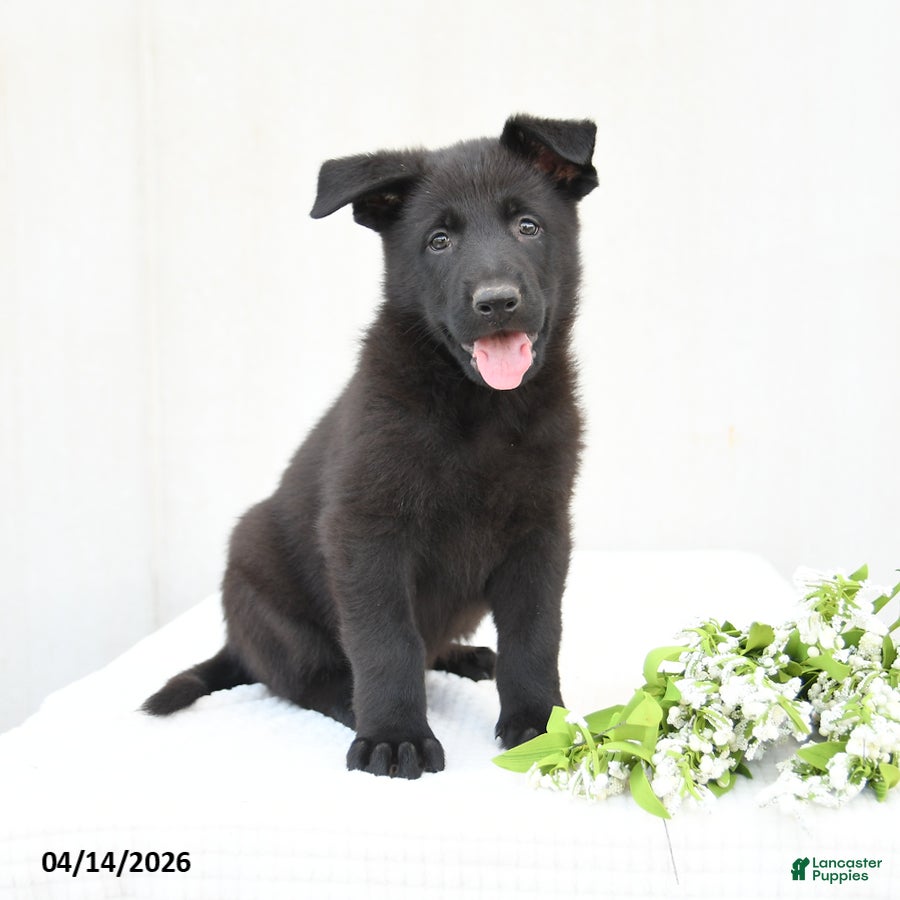 German Shepherd dogs Dexter - Ad 1