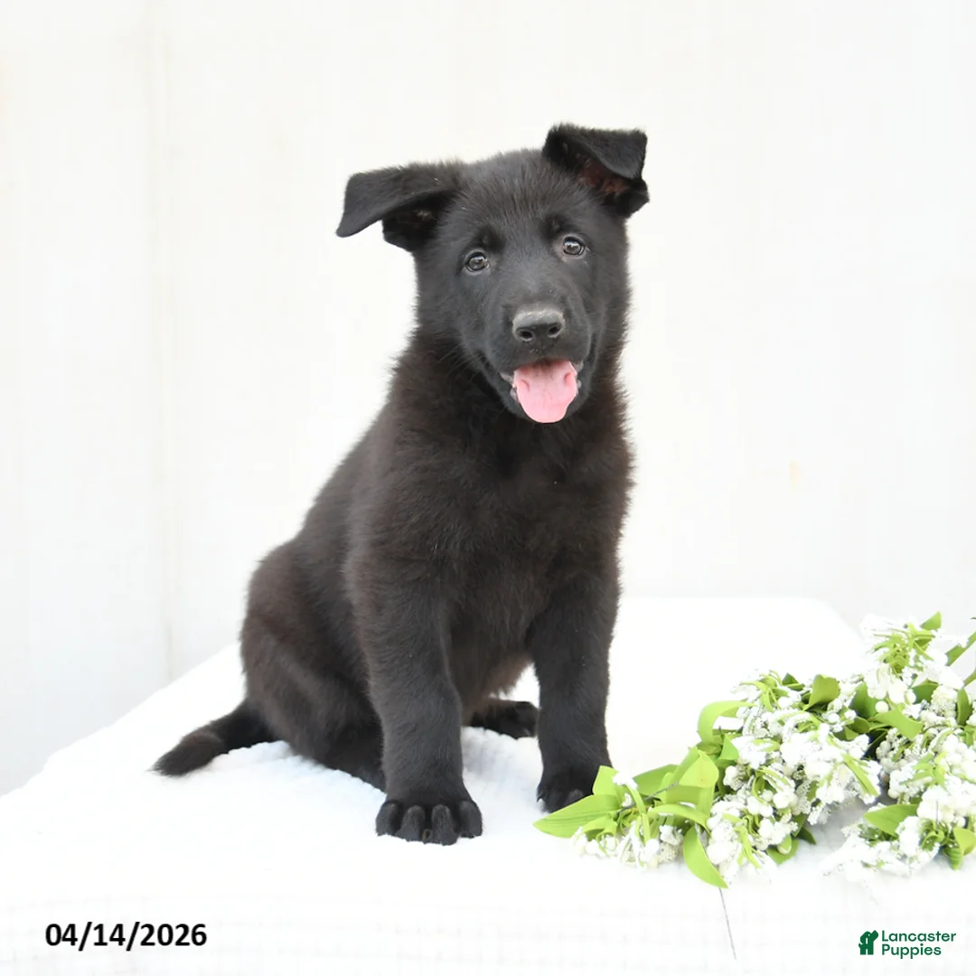 German Shepherd dogs for sale: Dexter - Ad 1