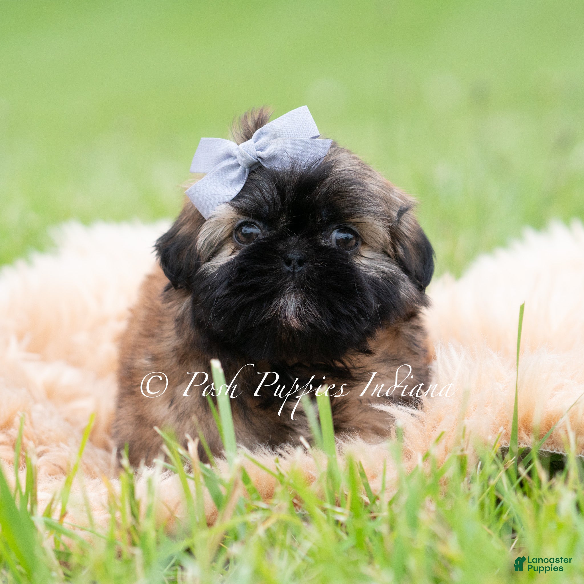 Shih Tzu dogs Alamo AKC - Ad 21