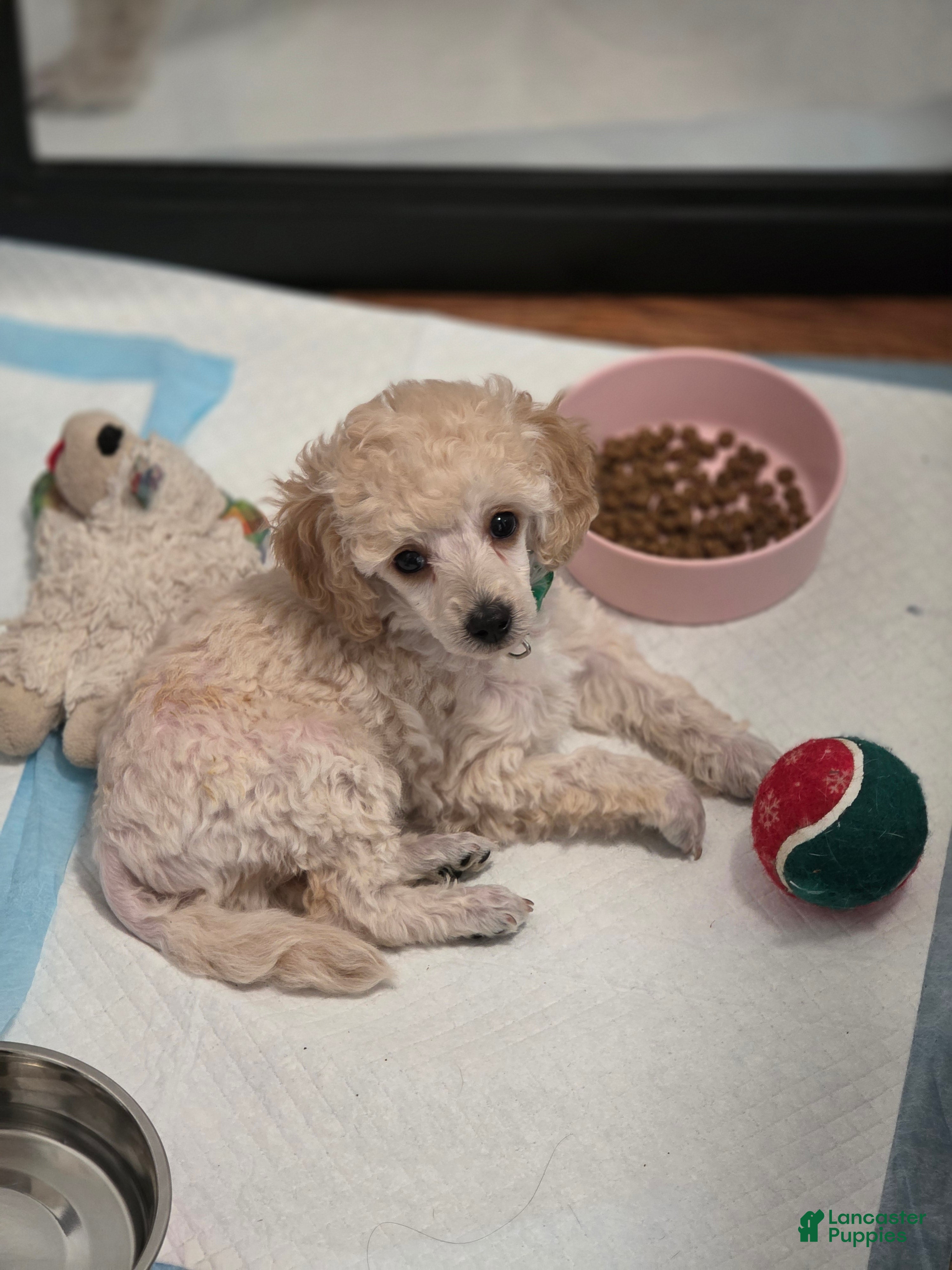 Toy Poodle dogs AKC Toy Poodle - Ad 30