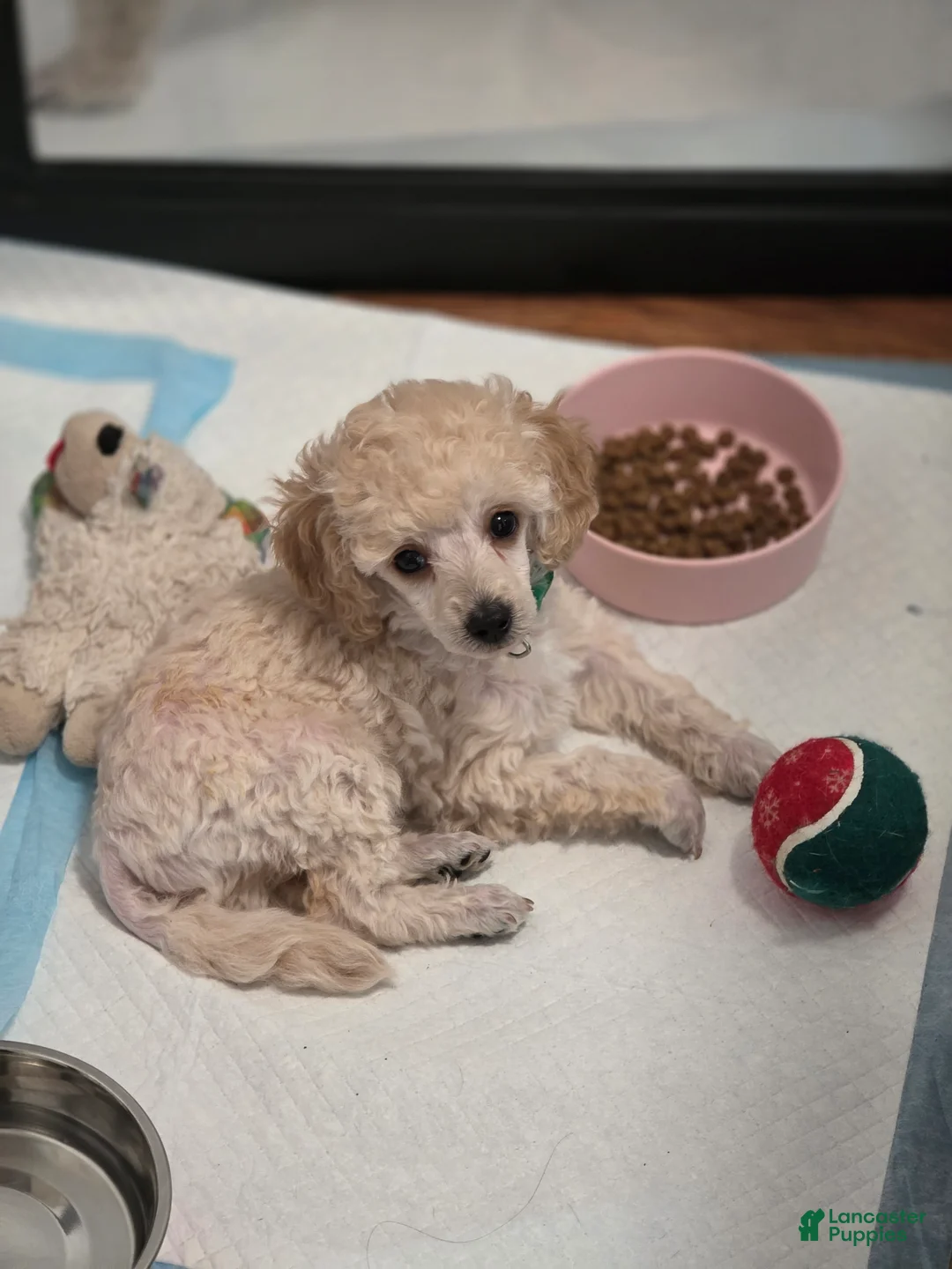 Toy Poodle dogs for sale: AKC Toy Poodle - Ad 1