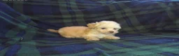 Maltipoo dogs for sale: Scooter---Maltipoo male, in home raised, non-shedding - Ad 2
