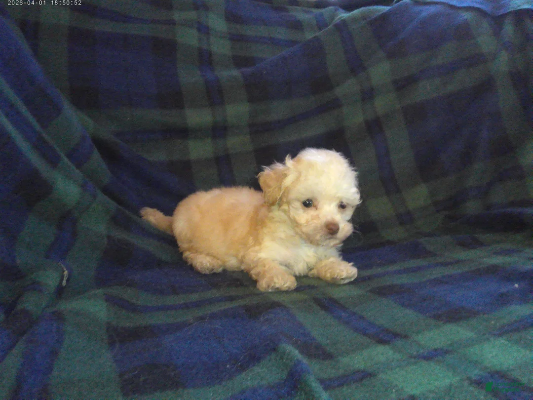 Maltipoo dogs for sale: Scooter---Maltipoo male, in home raised, non-shedding - Ad 2