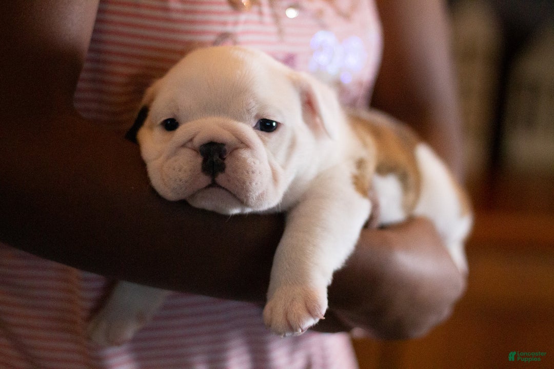 English Bulldog dogs for sale: Diesel - Ad 6