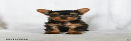 Yorkshire Terrier dogs for sale: Tilly - Ad 3