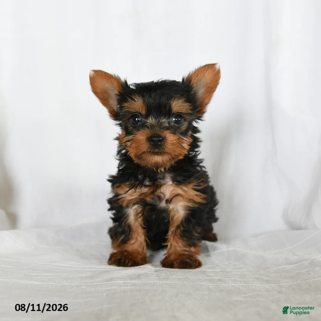 Yorkshire Terrier dogs for sale: Tilly - Ad 3