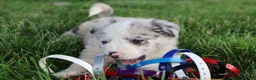 Border Collie dogs for sale: Remy - Ad 7