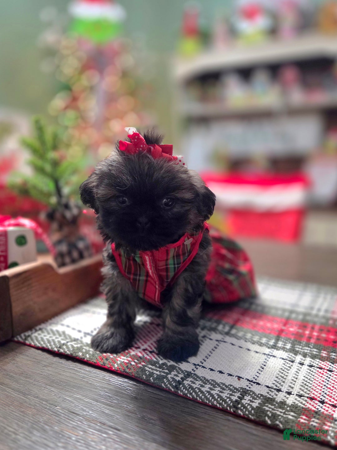 Shih Tzu dogs for sale: MARTHA MAY  - Ad 2