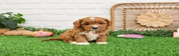 Cavapoo dogs for sale: Gracie  - Ad 1
