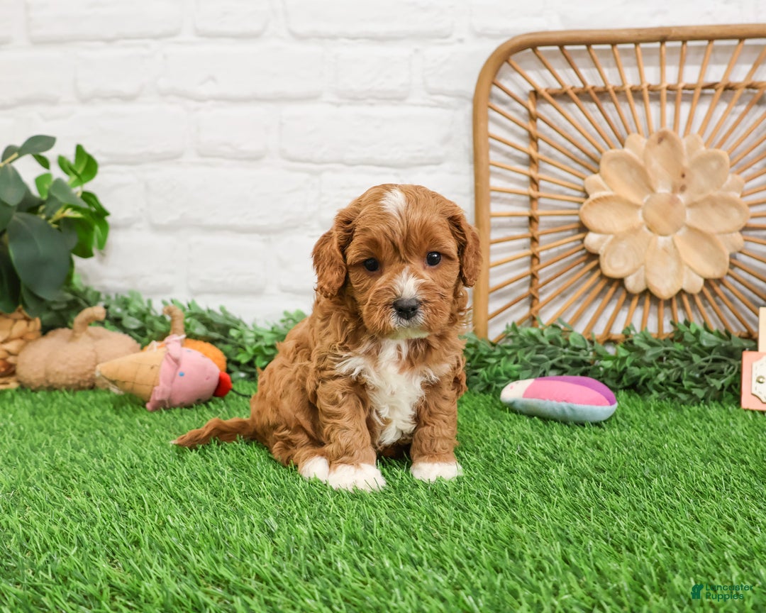 Cavapoo dogs for sale: Gracie  - Ad 1