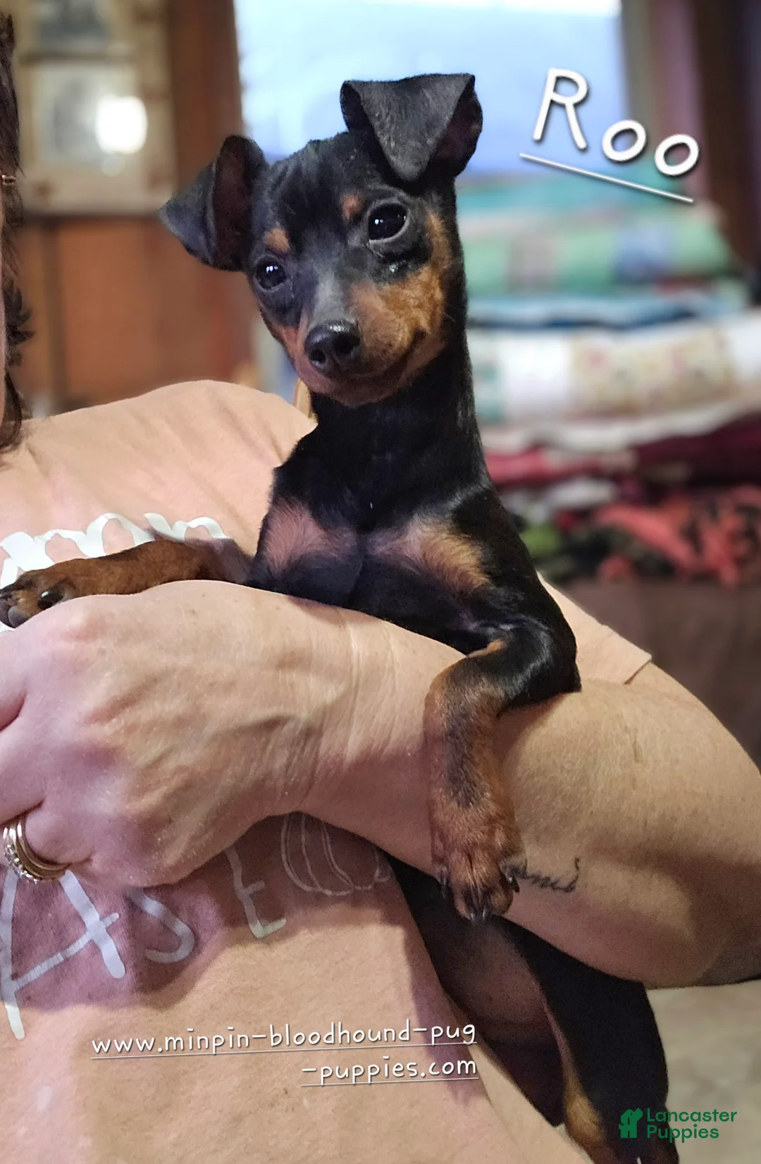 Miniature Pinscher dogs for sale: AKC Roo black rust - Ad 1