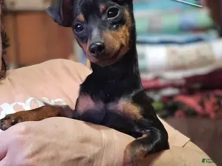 Miniature Pinscher dogs AKC Roo black rust - Ad 6