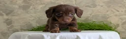 Miniature Dachshund dogs for sale: Lyla - Ad 10