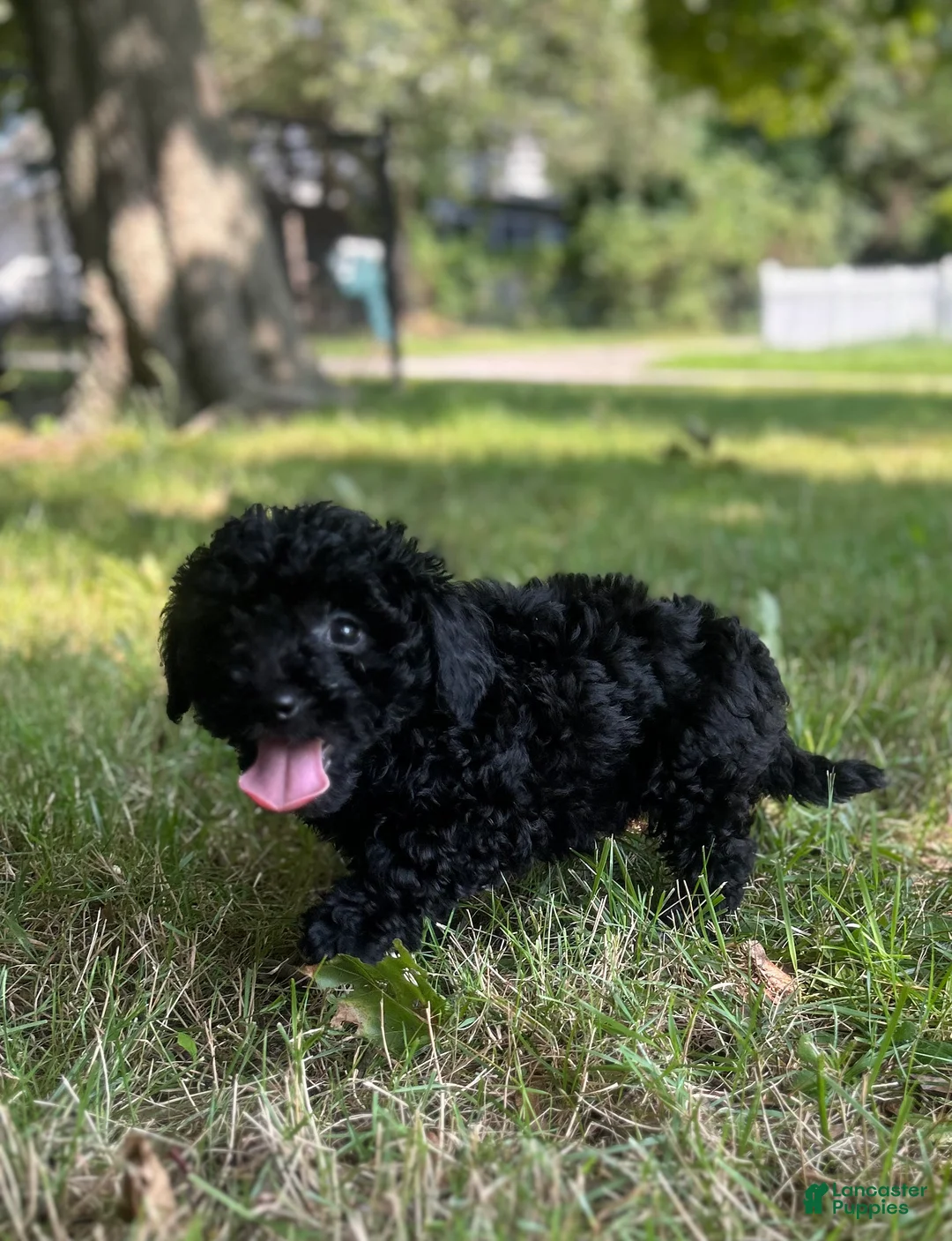 Cavapoo dogs for sale: Raven - Ad 2
