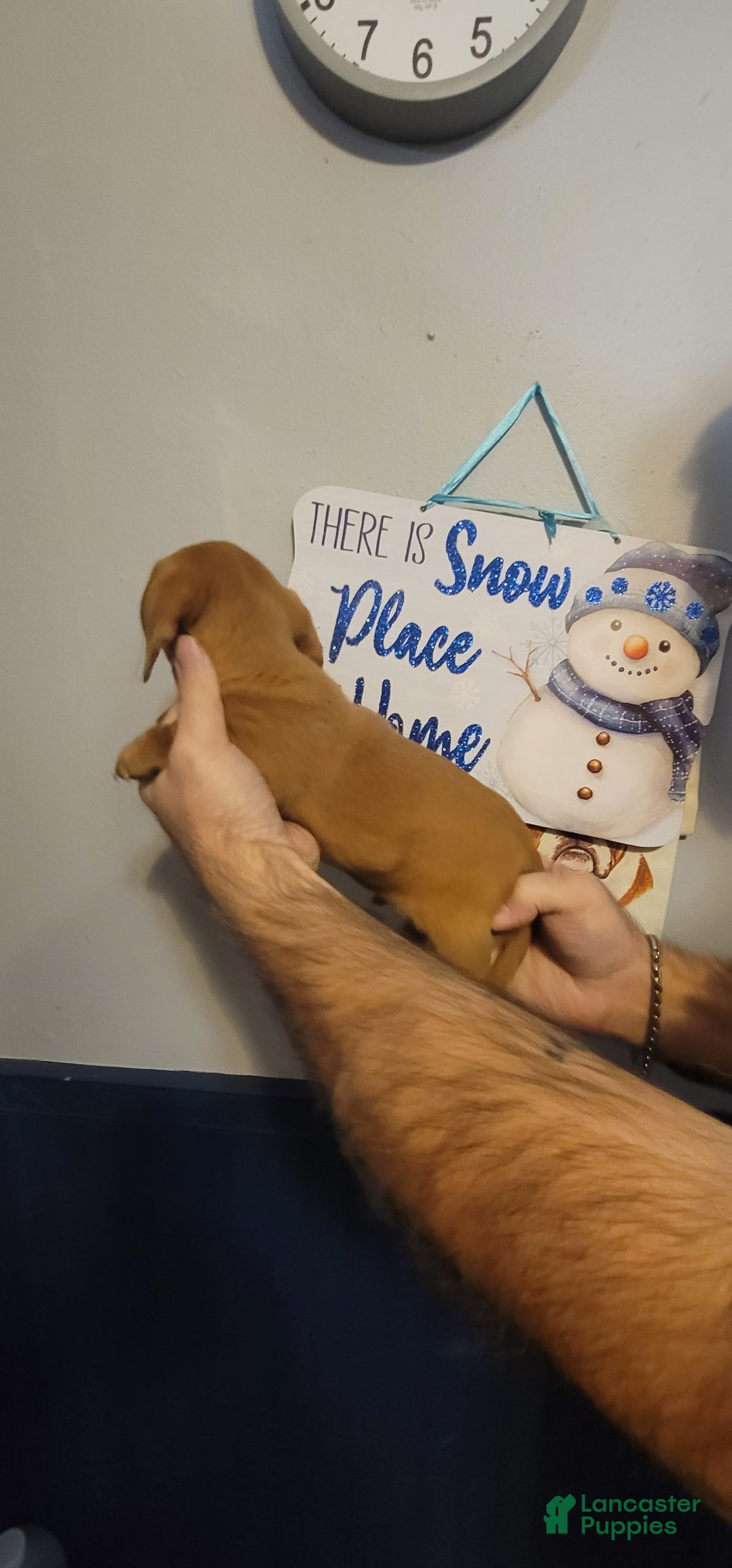 Miniature Dachshund dogs for sale: Charlie - Ad 2