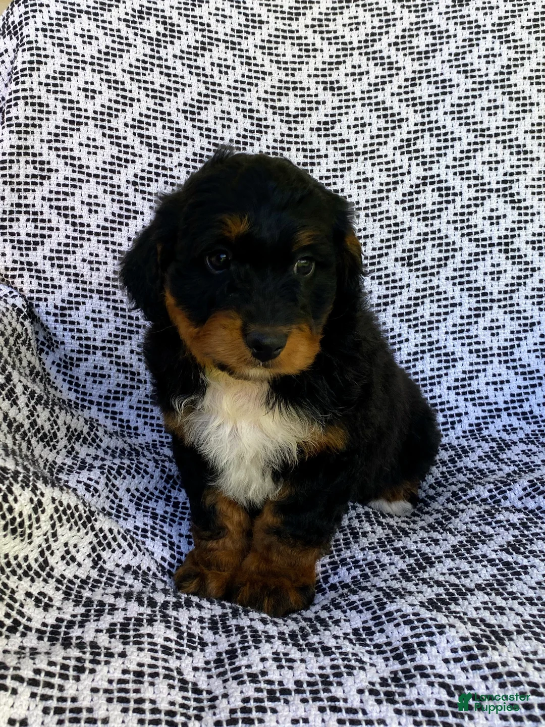 Mini Aussiedoodle dogs for sale: Ranger - Ad 2