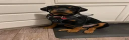 Rottweiler dogs for sale: Scarlett - Ad 9