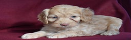 Cockapoo dogs for sale: Hazel - Ad 1