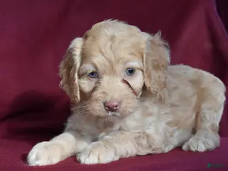 Cockapoo dogs Hazel - Ad 42