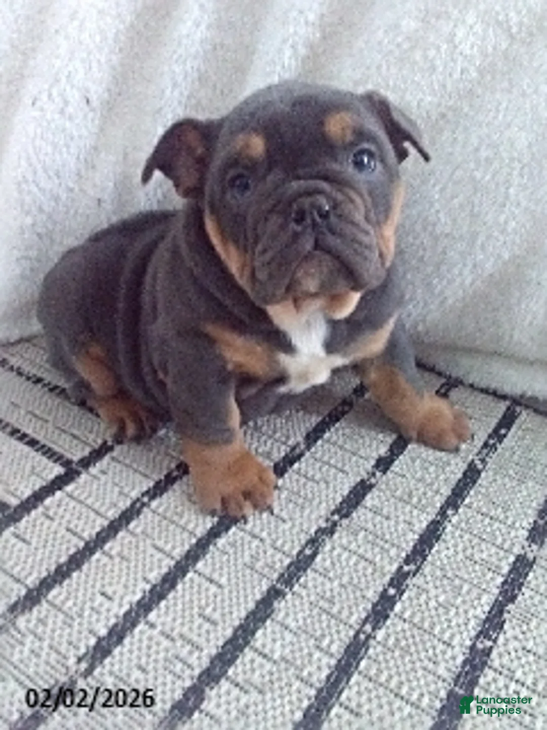 Olde English Bulldogge dogs for sale: Bowser - Ad 3