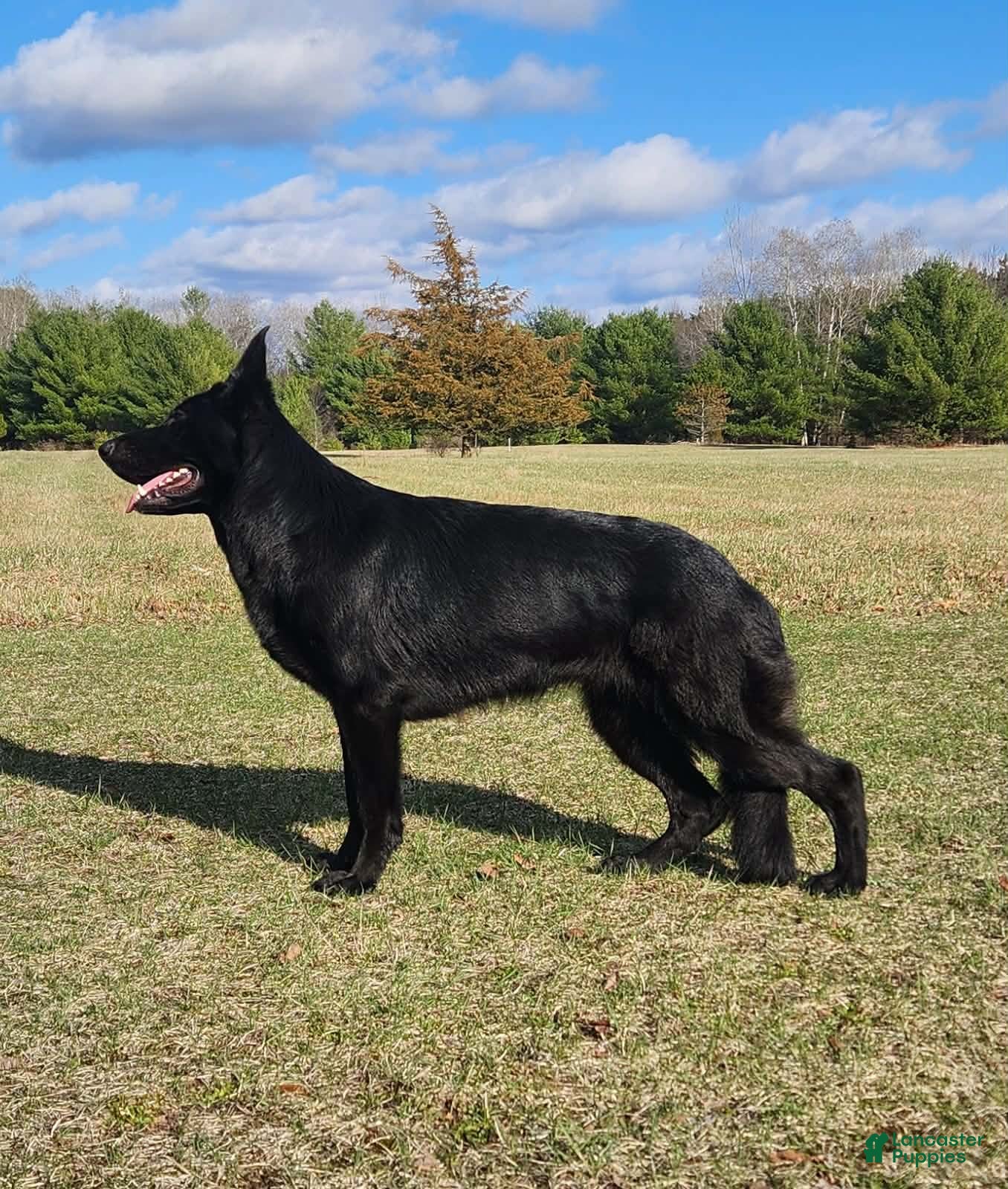 Alexandra Von WestLynn