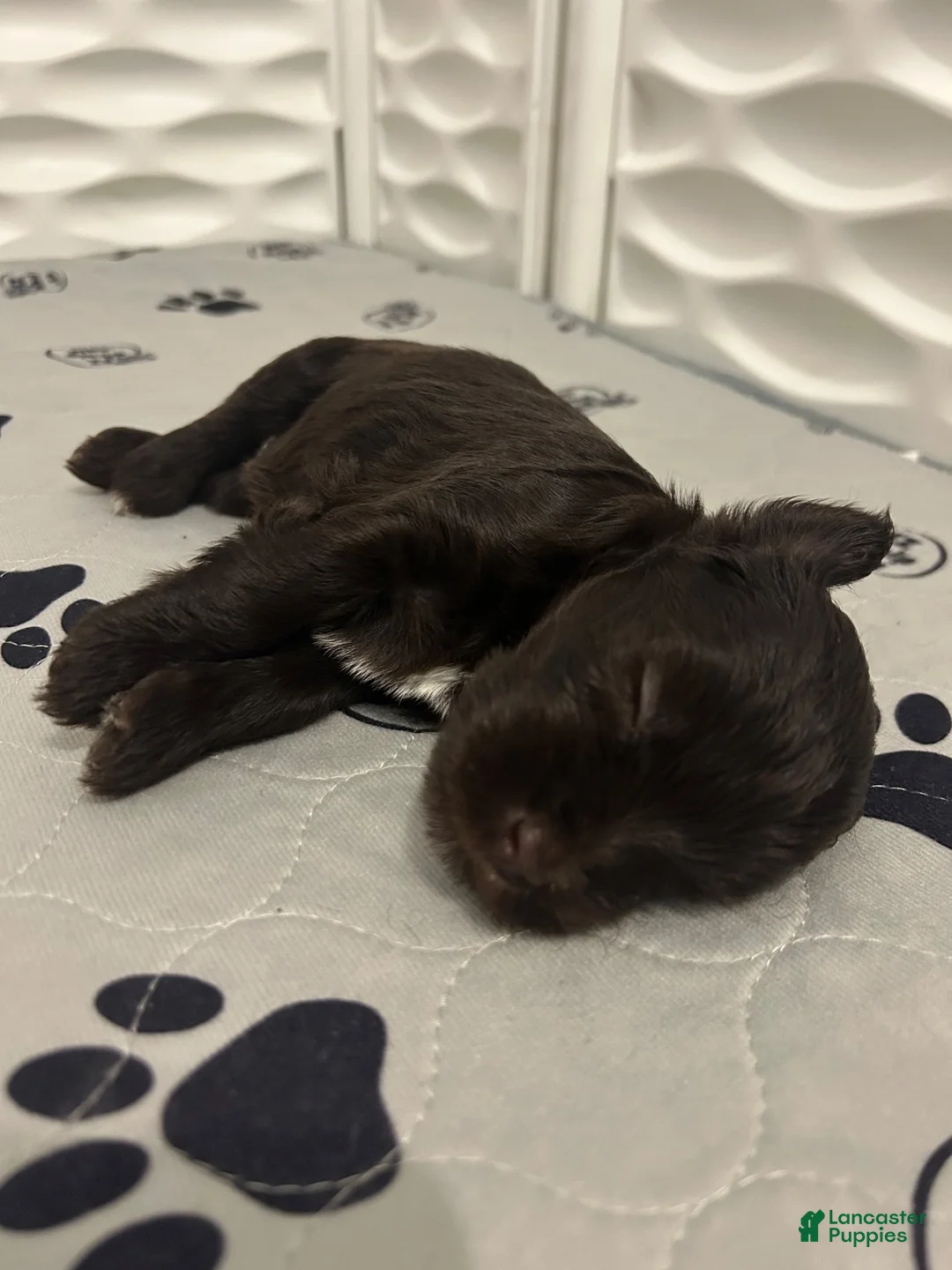 Miniature Schnauzer dogs for sale: Miniature Schnauzer 4 - Ad 1