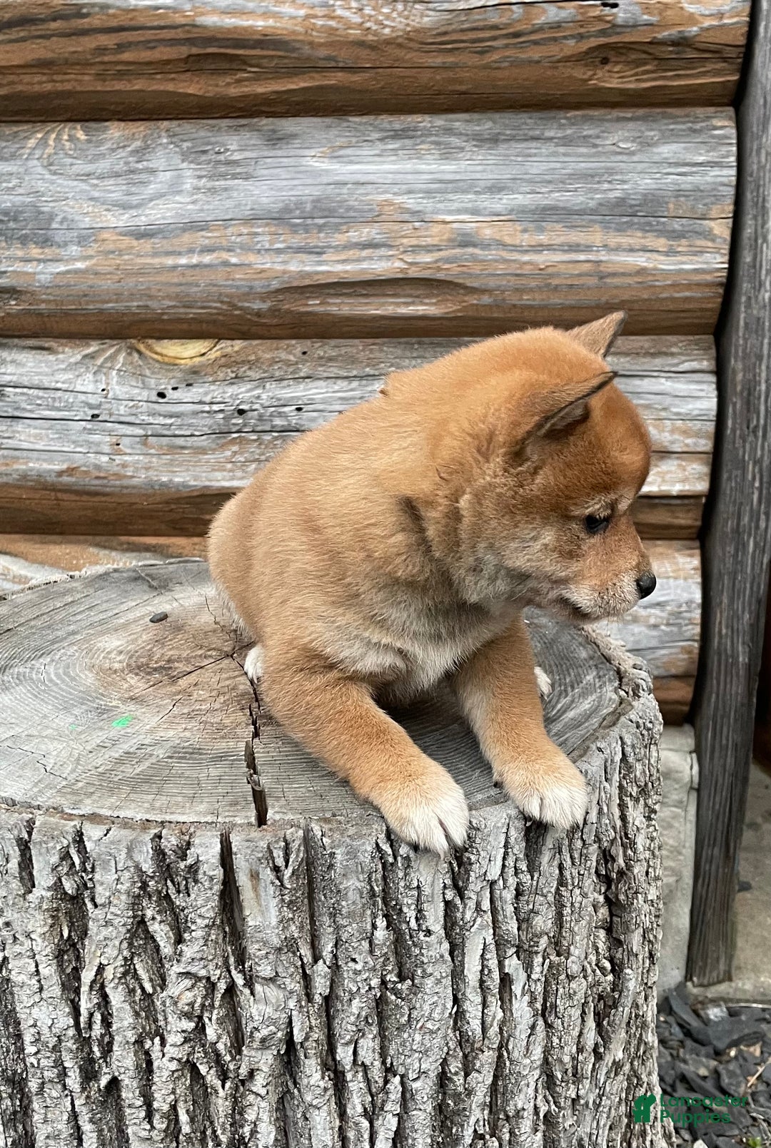 Shiba Inu dogs for sale: Caramel - Ad 2