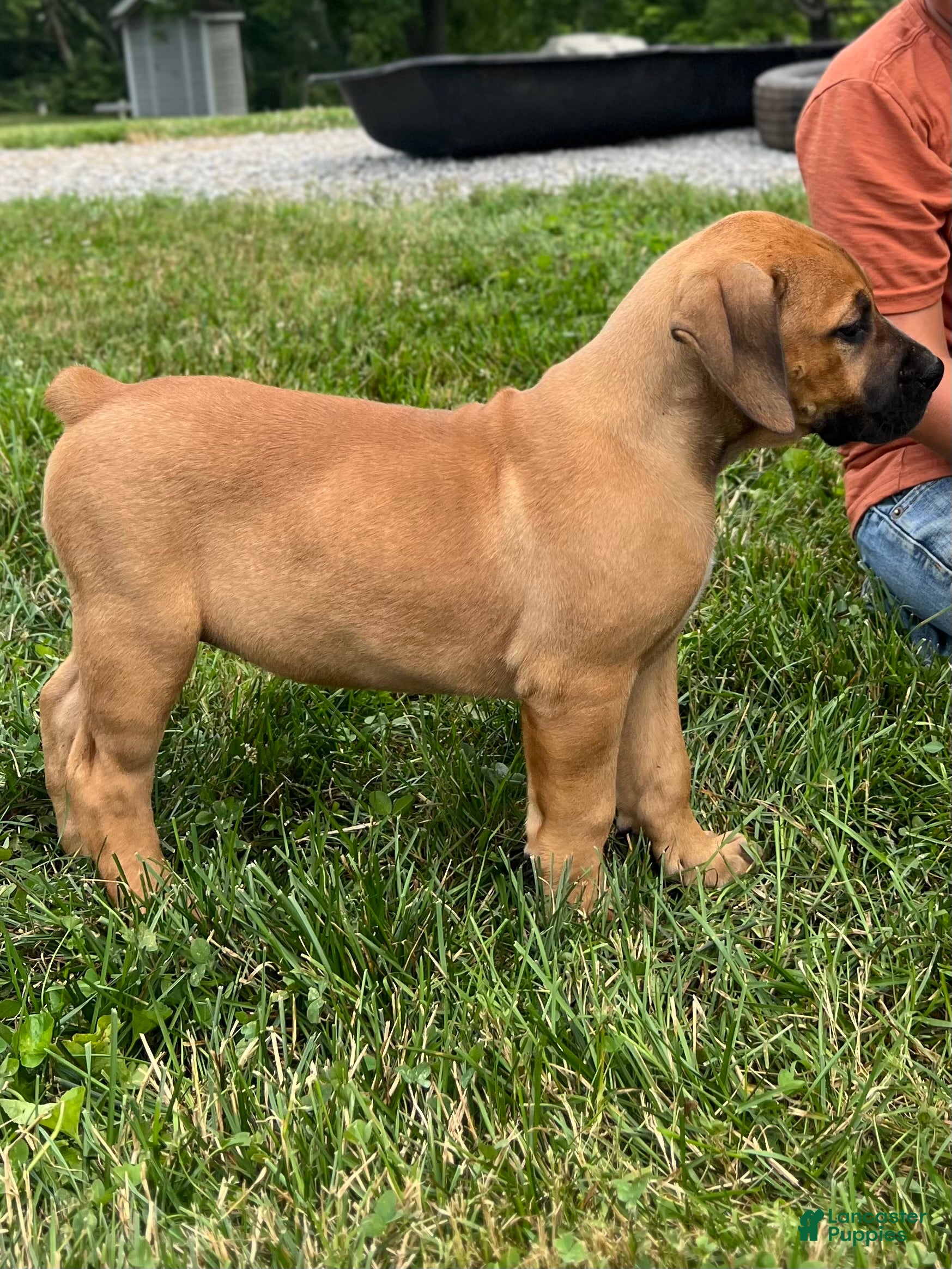 South African Boerboels dogs for sale: South African Boerboels 4 - Ad 1