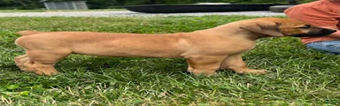 South African Boerboels 4