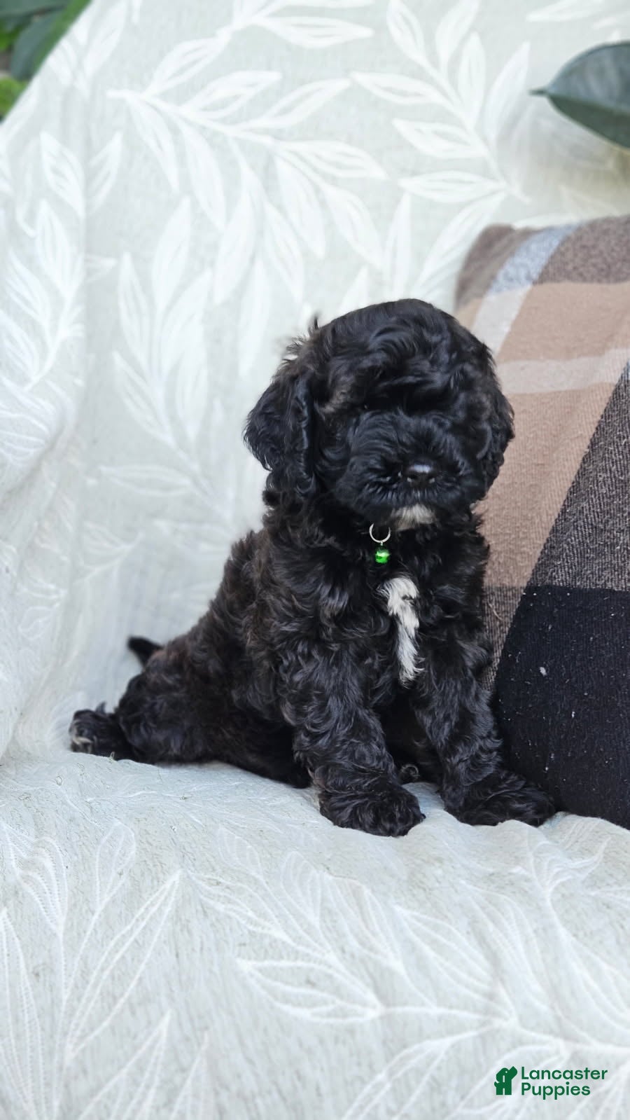Cockapoo dogs for sale: Bailey - Ad 2