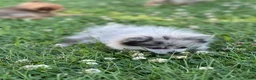 Pomeranian dogs for sale: Bluey - Ad 11