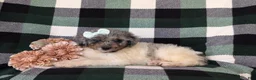Mini Bernedoodle dogs for sale: Genna Hypoallergenic - Ad 4