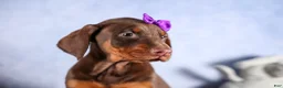 Doberman Pinscher dogs for sale: FANNIE - Ad 8