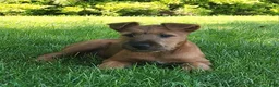 Irish Terrier dogs for sale: Daisy - Ad 2