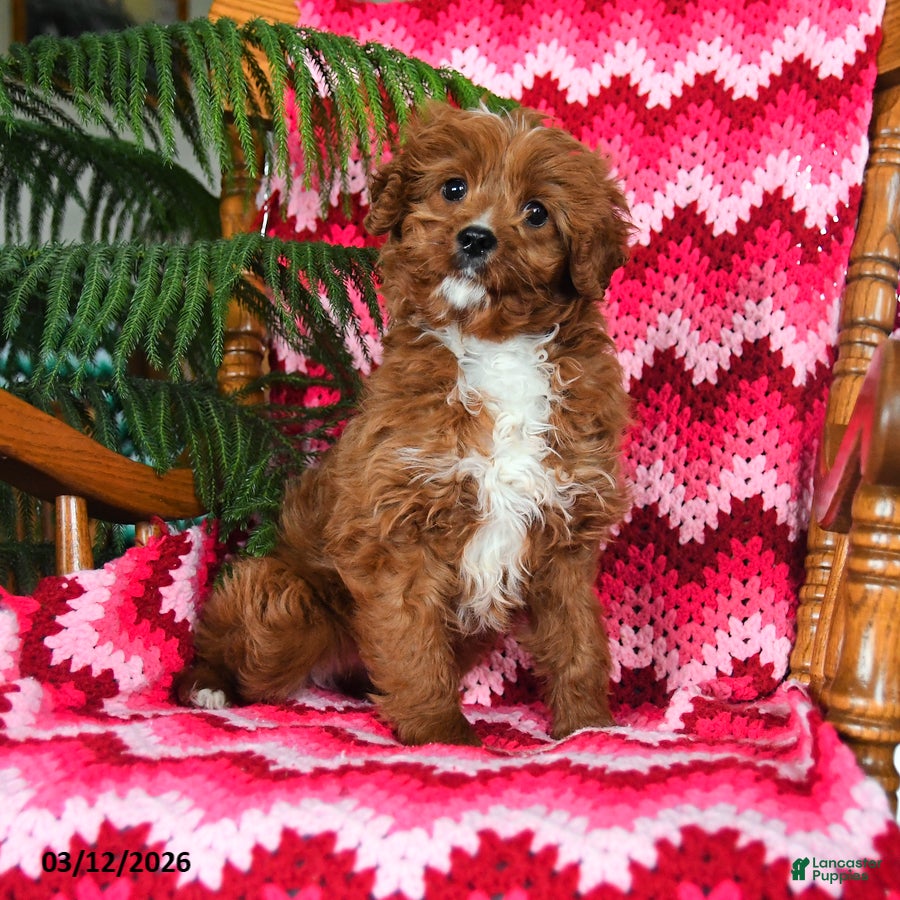 Cavapoo dogs Archie - Ad 1