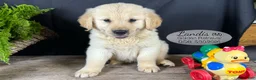 Golden Retriever dogs for sale: Landis - Ad 3