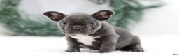 French Bulldog dogs for sale: Harper - Ad 5