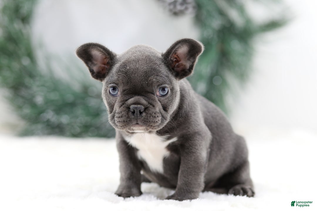 French Bulldog dogs for sale: Harper - Ad 5