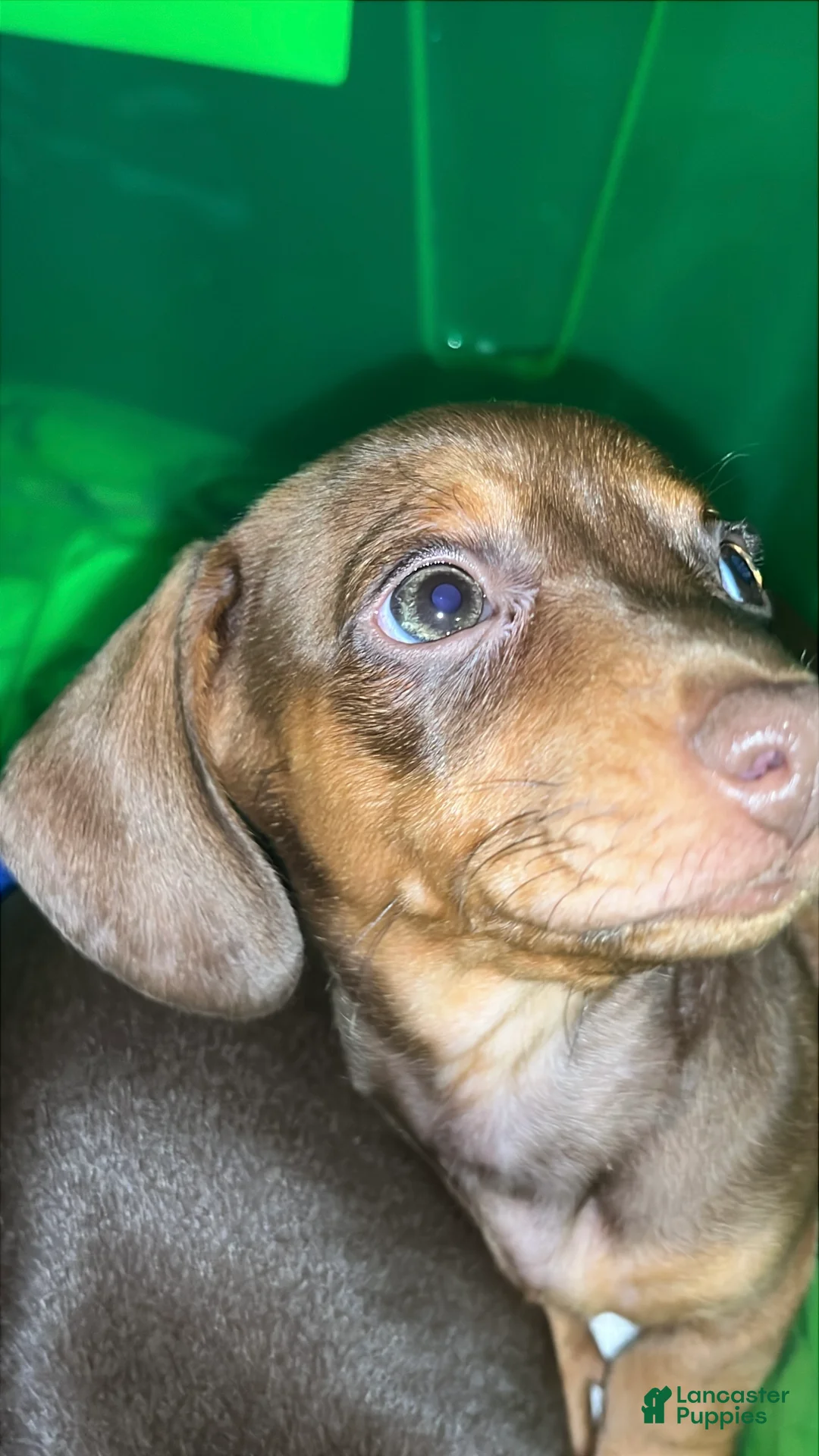 Dachshund dogs for sale: Mini Dachshund Puppy 4 - Ad 1