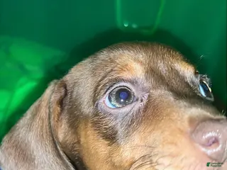 Dachshund dogs Mini Dachshund Puppy 4 - Ad 30