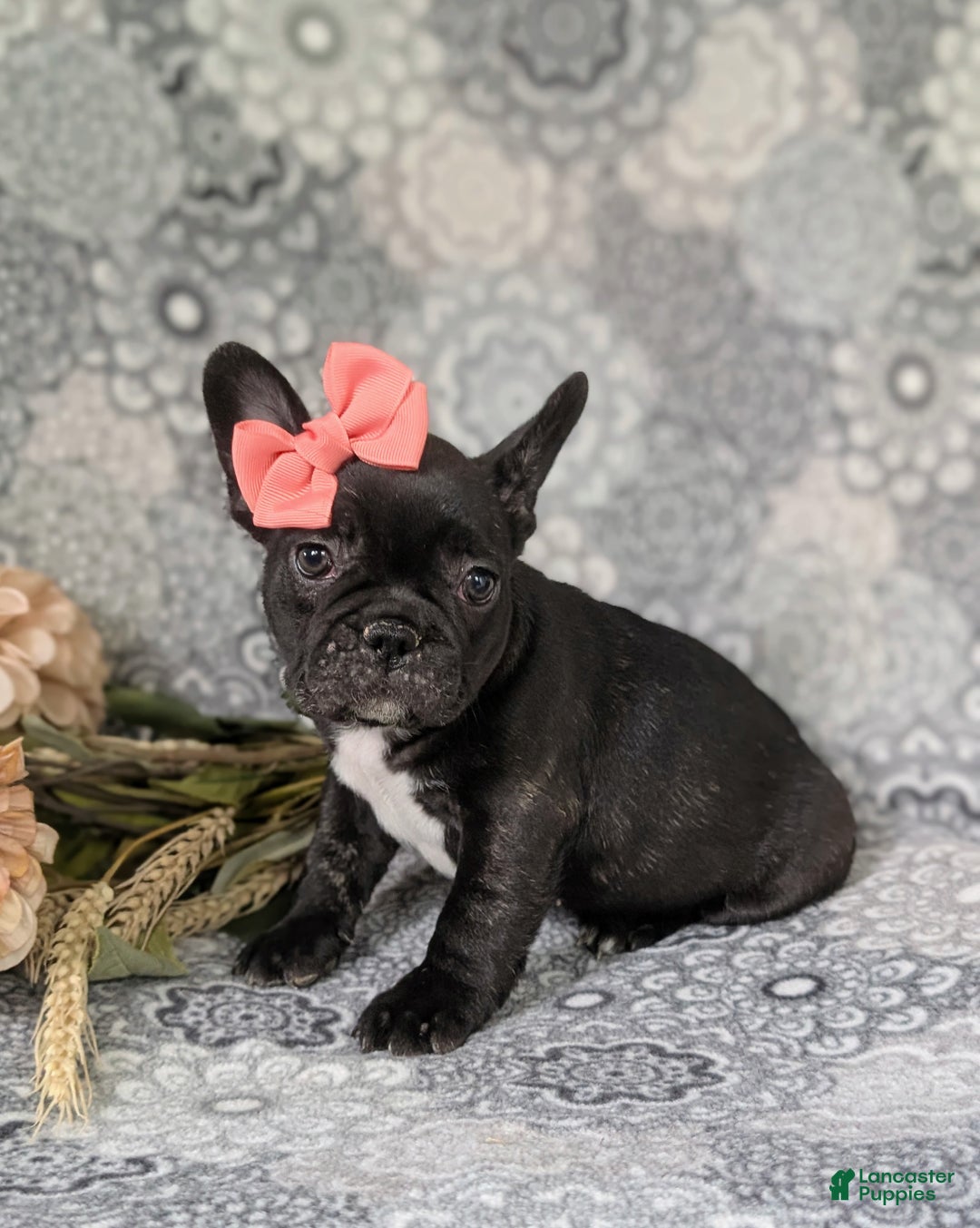 French Bulldog dogs for sale: Nadia - Ad 10
